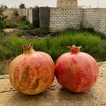 Granate | Pomegranate Seed Oil - Image 7